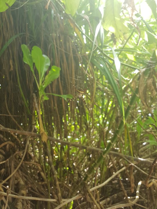 Gartenanlage NH Collection Maldives Havodda Resort