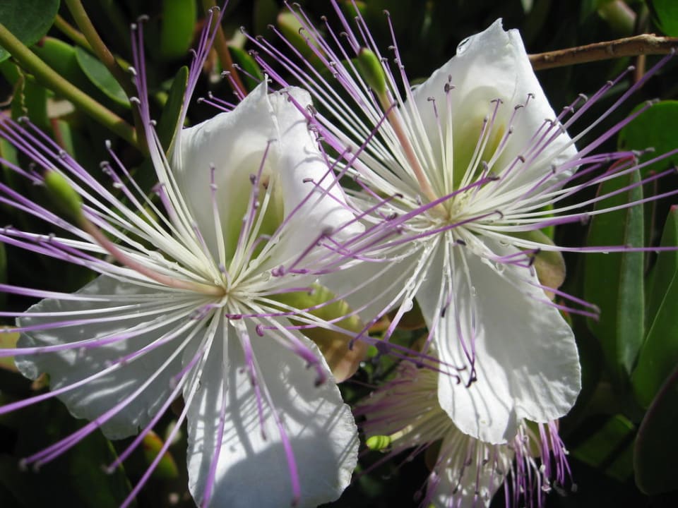 Flora Hotel Kalithea Horizon Royal