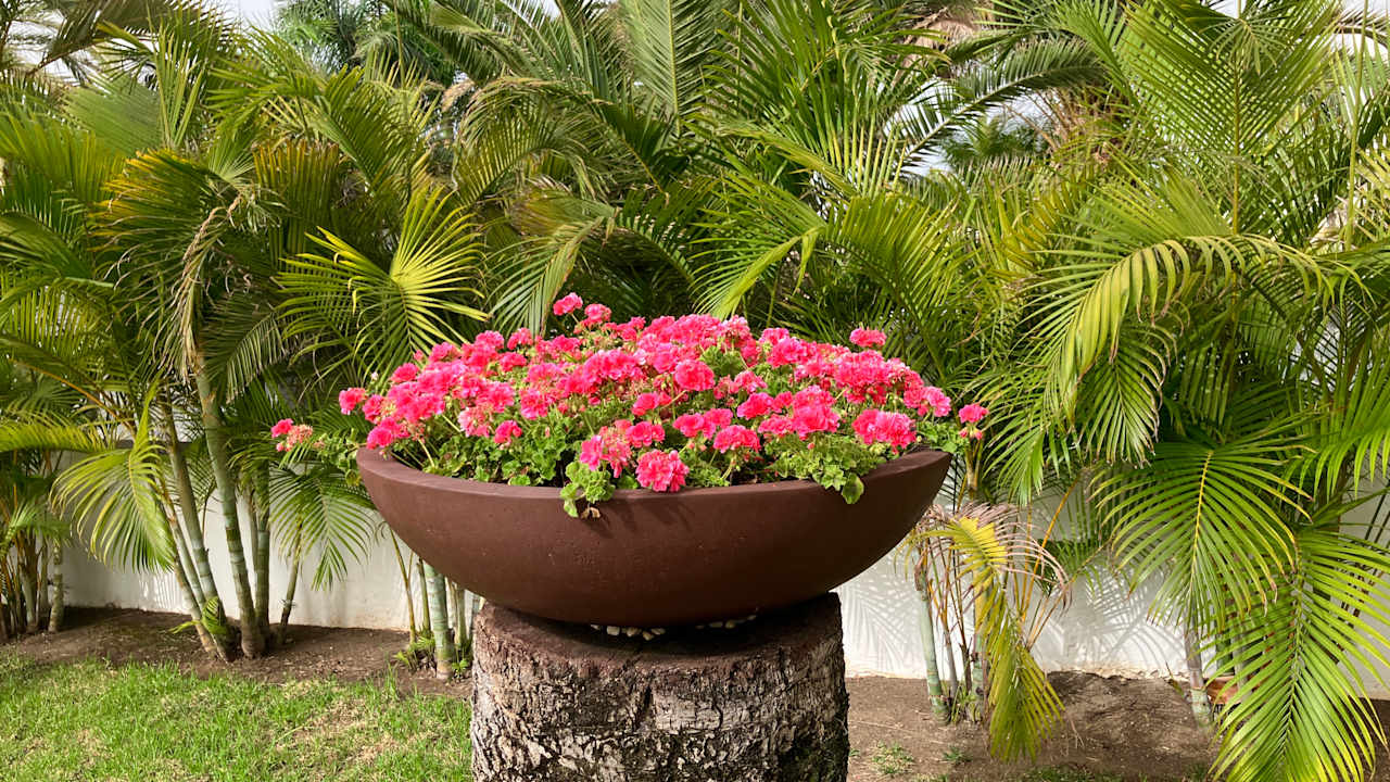 Gartenanlage Hotel Riu Palace Maspalomas Adults Only