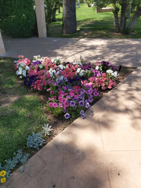 Sonstiges VIVA Cala Mesquida Suites & Spa 16+