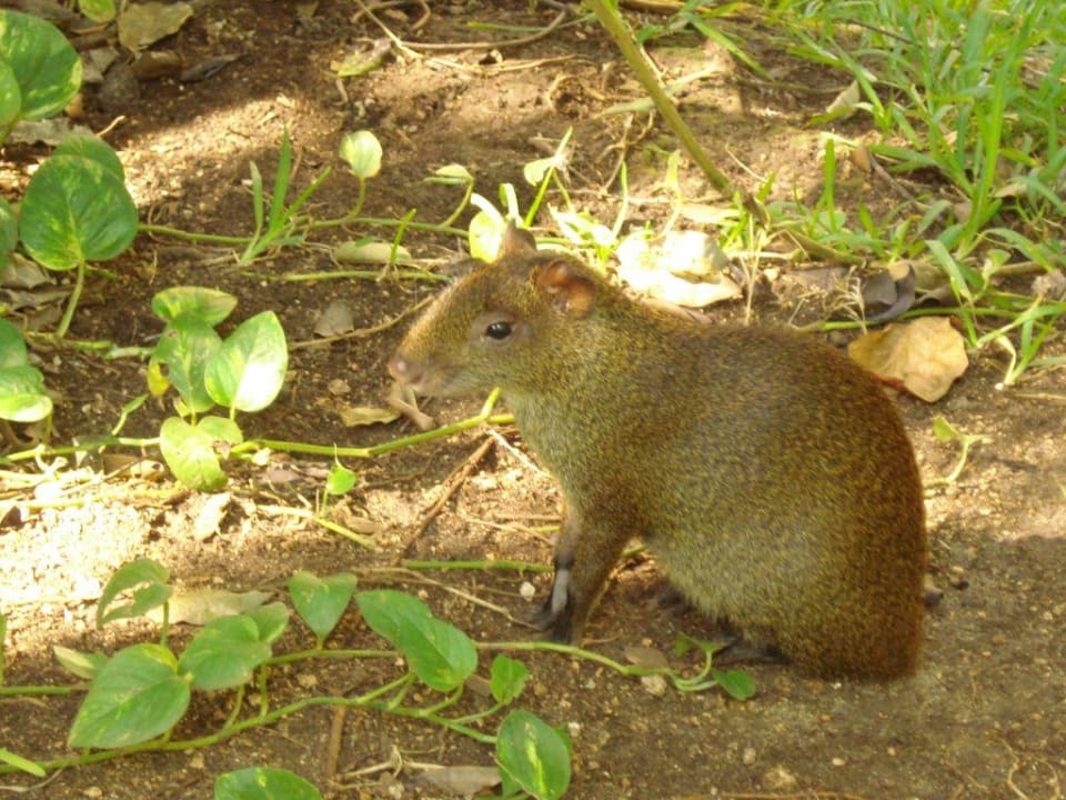Aguti Hotel Riu Tequila