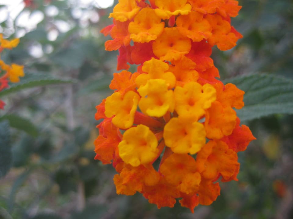Blüten am Platz Villaggio Camping Internazionale Manacore