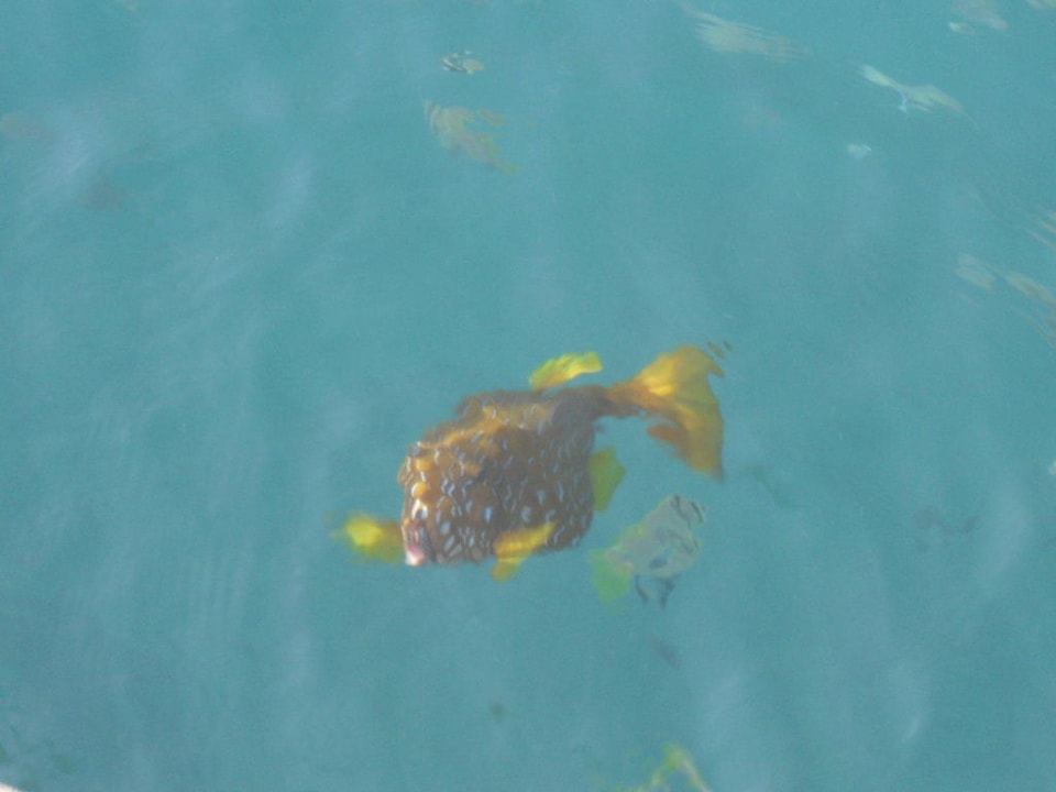 Kugelfisch am Strand The Grand Hotel Hurghada