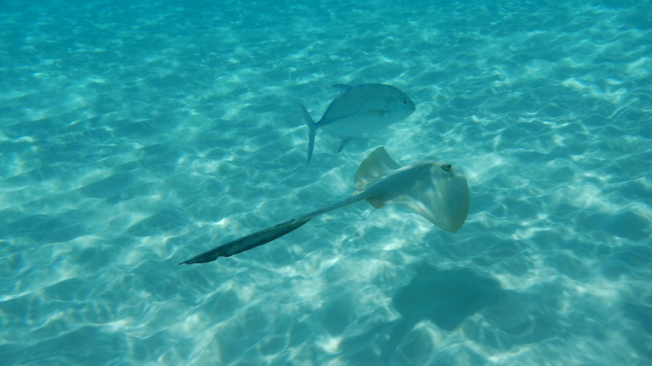 Federschwanzstechrochen Adaaran Select Meedhupparu Island Resort - Premium All Inclusive