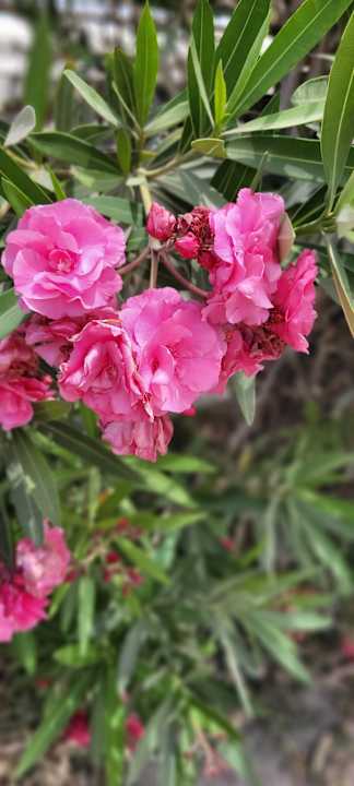 Gartenanlage Hotel Sofitel Bahrain Zallaq Thalassa Sea & Spa