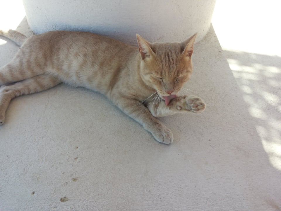 Katzenwäsche Pickalbatros Citadel Resort