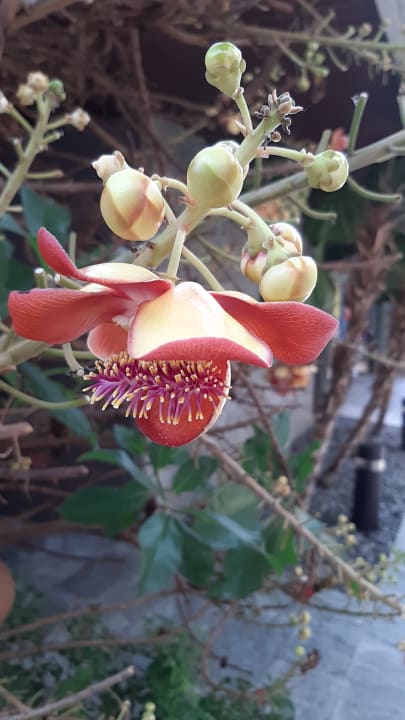 Gartenanlage Hotel Rest Detail Hua Hin