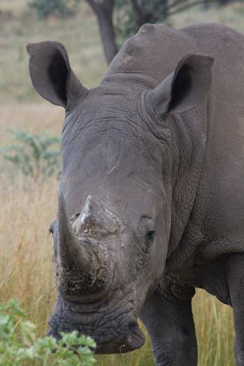 Wildlife Kololo Game Reserve Accommodation