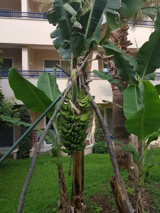 Gartenanlage Labranda Alantur Resort