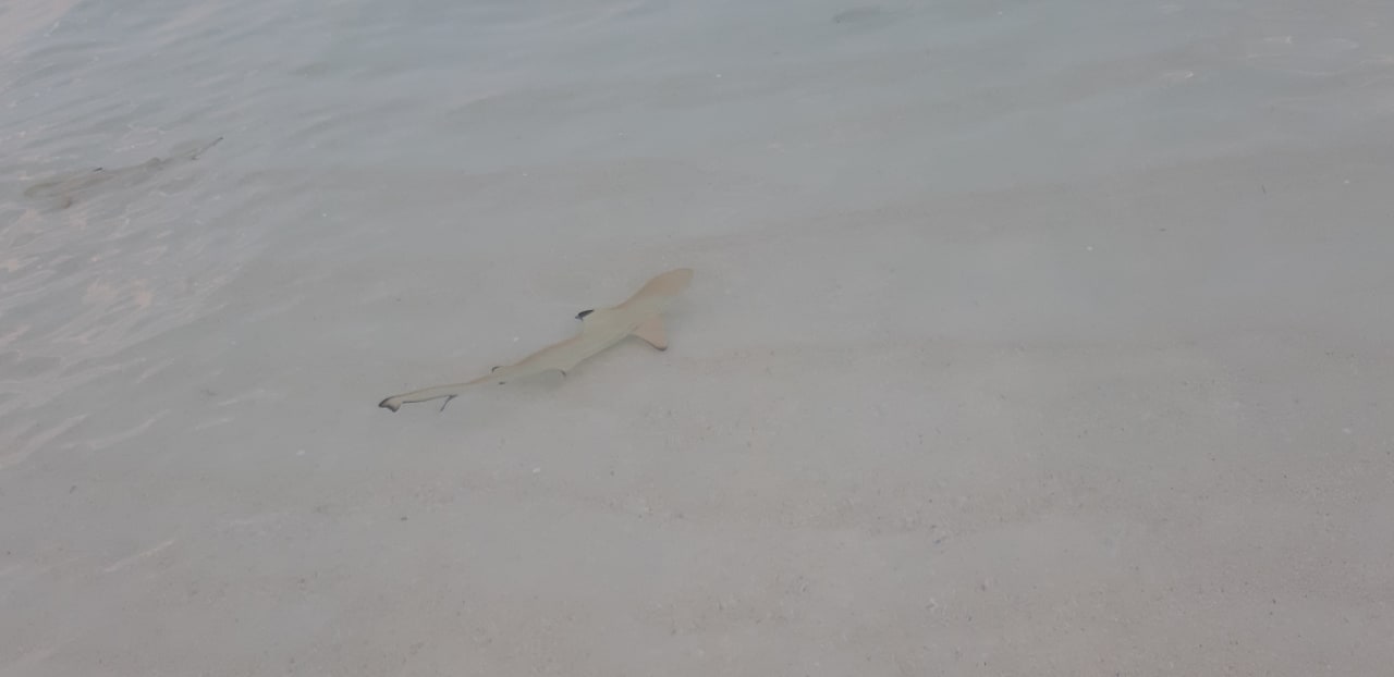 Strand Meeru Maldives Resort Island