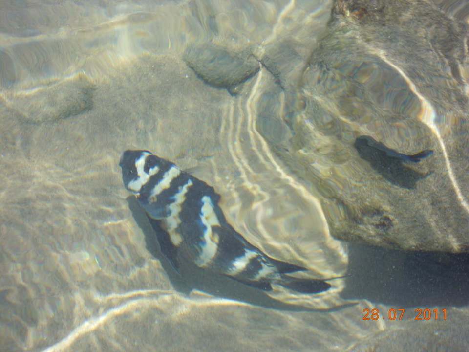 Fische wohin das Auge reicht  Ghazala Gardens