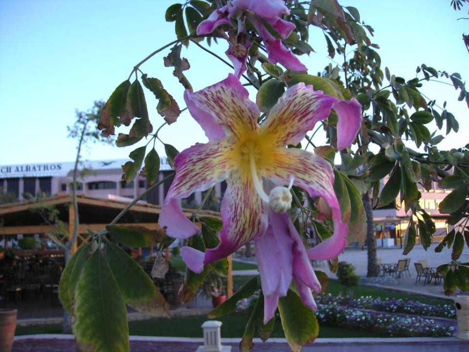 Sonderbare Blume wachsend am Baum Pickalbatros Palace Resort