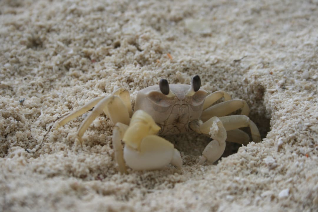 Krebs am Strand Kuramathi Maldives