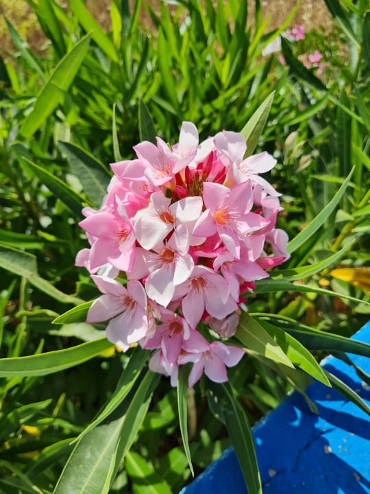 Gartenanlage Lagas Aegean Village