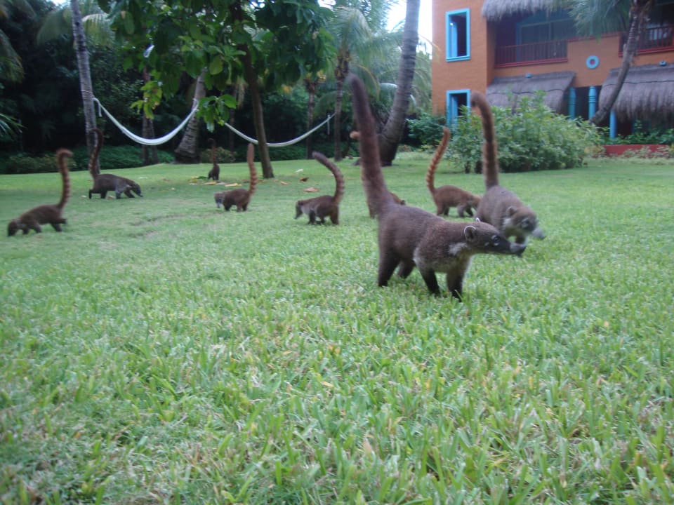 Hotel Catalonia Playa Maroma Catalonia Playa Maroma