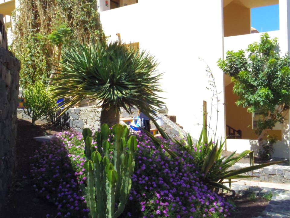 Sehr schön gepflegter Garten Occidental Jandía Mar