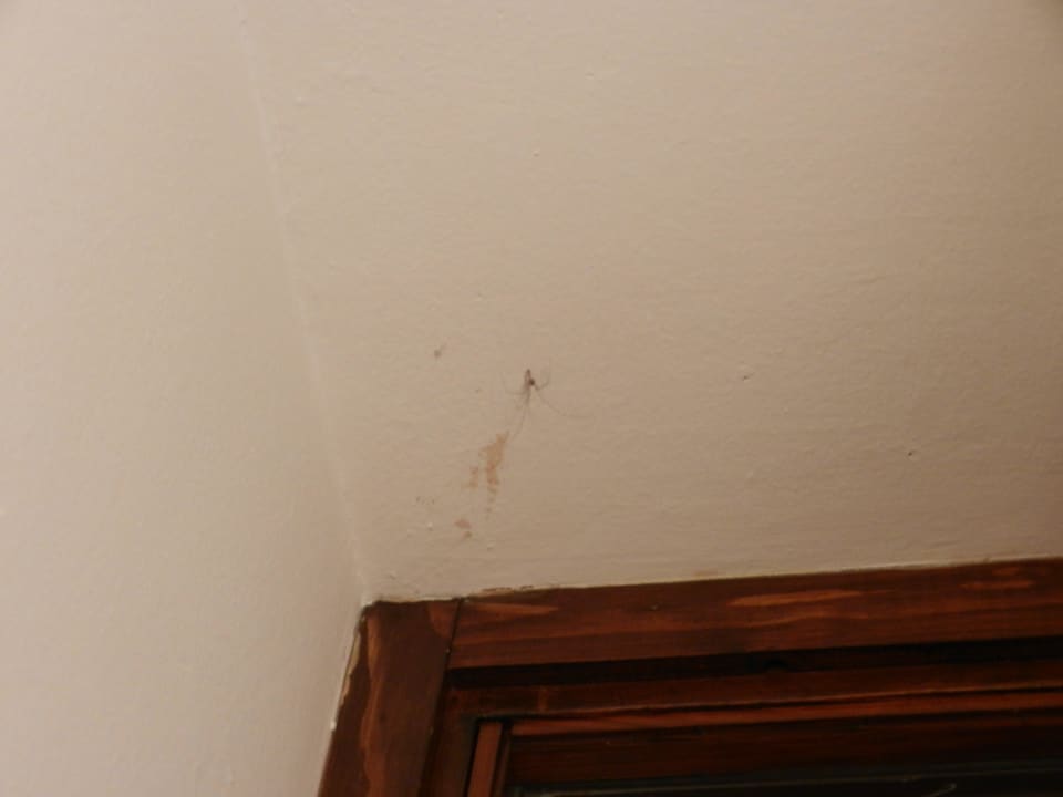 Spinne an der Decke Villas Arbia - Rio & Magdalena