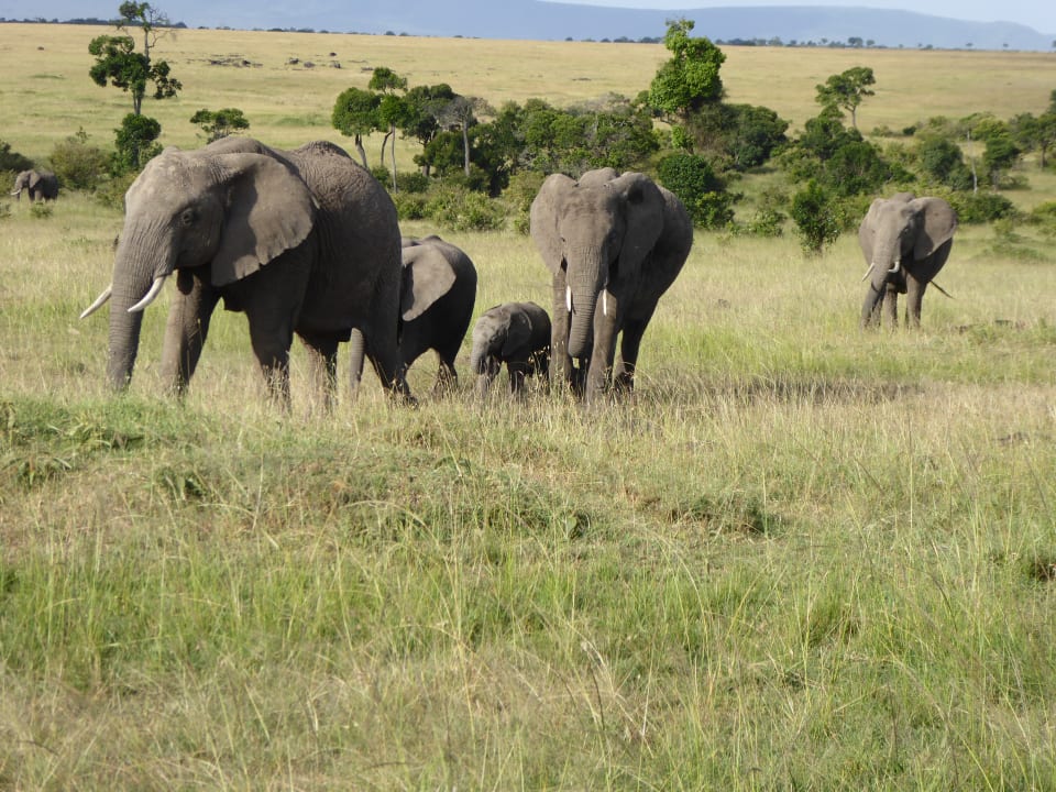 Sonstiges Royal Mara Safari Lodge