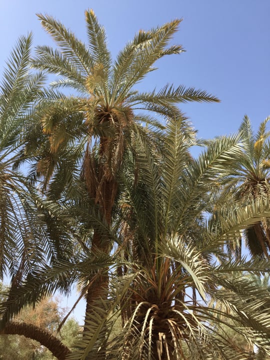 Unter Palmen Adrere Amellal Eco Lodge