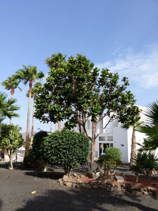 Gartenanlage Sentido Aequora Lanzarote Suite