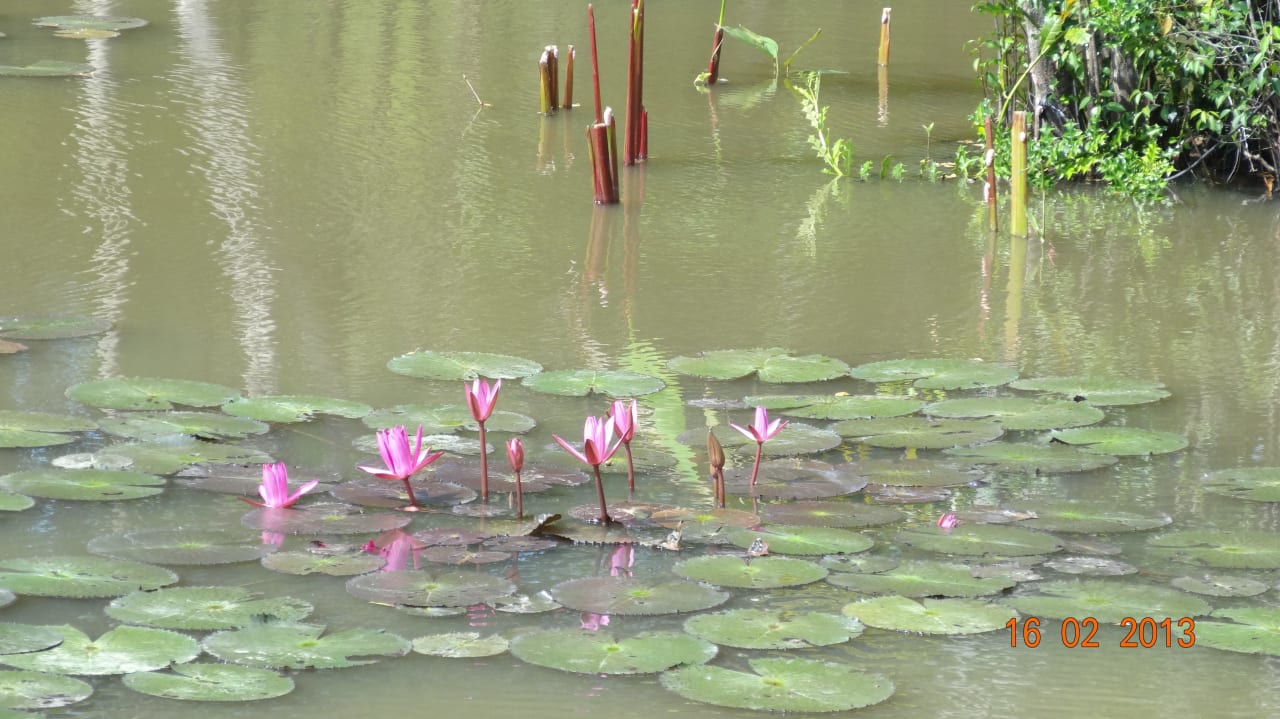 Ogrodowy stawek Dusit Thani Krabi Beach Resort