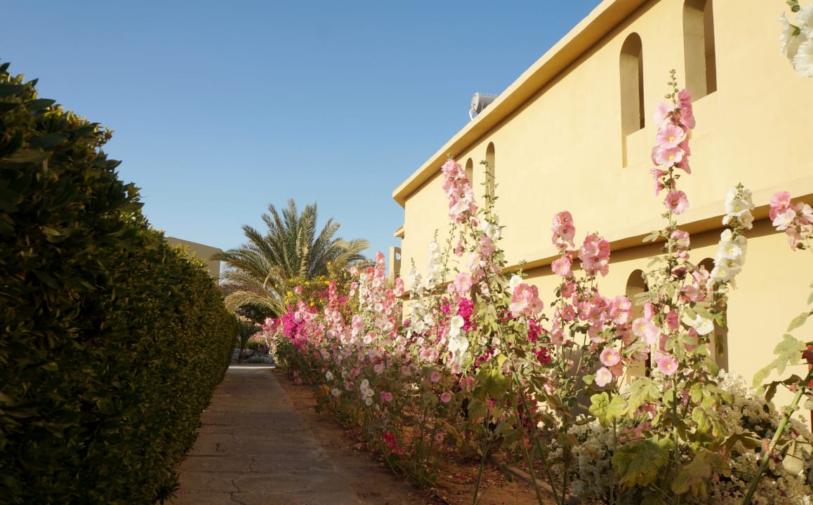 Gartenanlage Three Corners Fayrouz Plaza Beach Resort