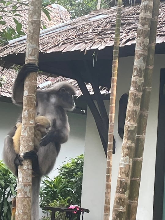 Gartenanlage Hotel Railay Village Resort & Spa