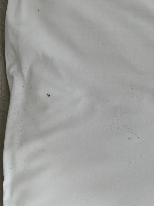 Zimmer blau punta reina