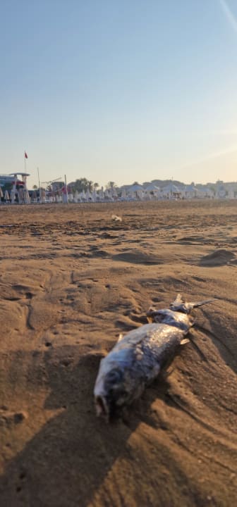 Strand Alba Queen Hotel