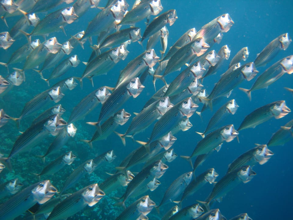 Riff Malikia Resort Abu Dabbab