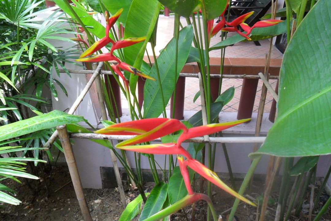 Aussicht von der Terrasse Fanari Khaolak Resort