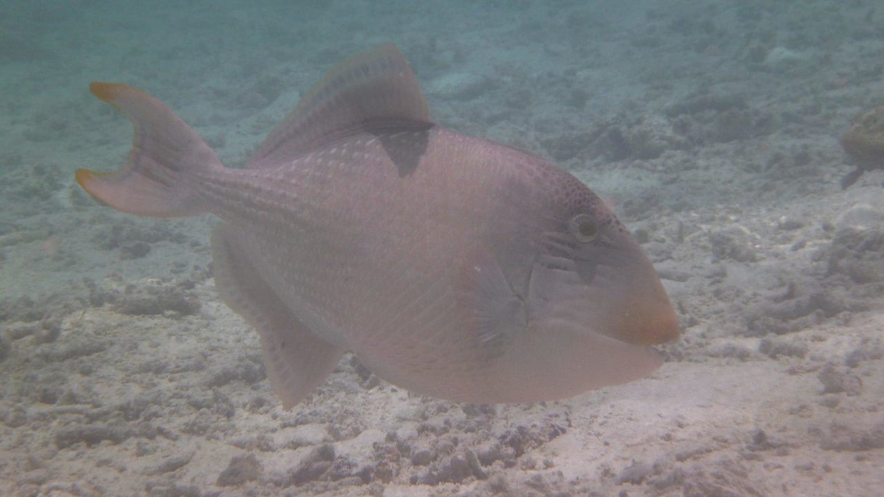 Großer Fisch 60 cm Adaaran Select Hudhuran Fushi - Premium All Inclusive