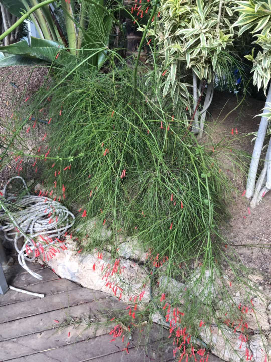 Gartenanlage R2 Romantic Fantasia Suites - Adults only