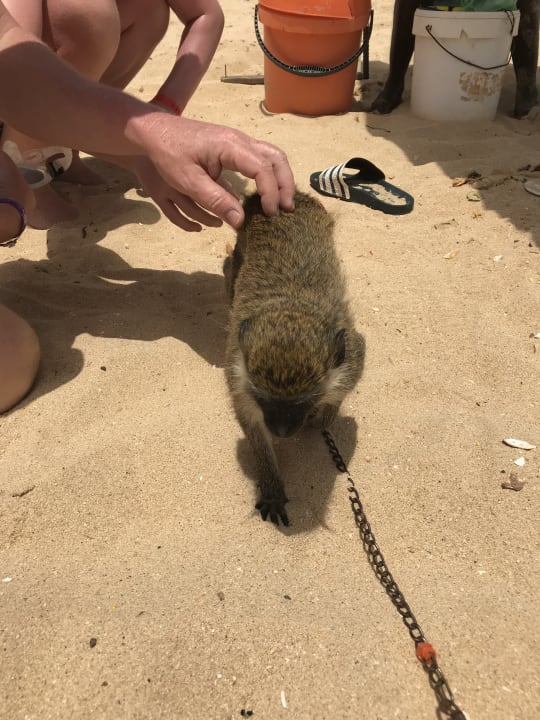 Ein Händler am Strand hat einen zahmen Affen. Hotel Riu Touareg