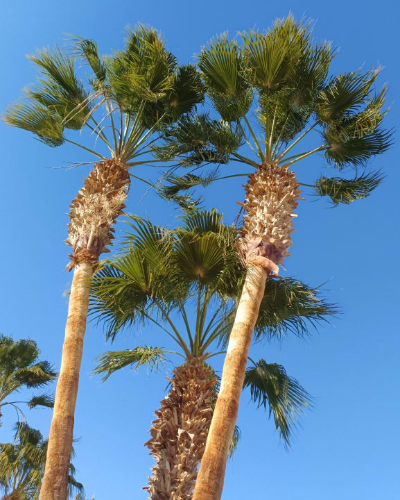 Gartenanlage Amarina Abu Soma Resort & Aquapark