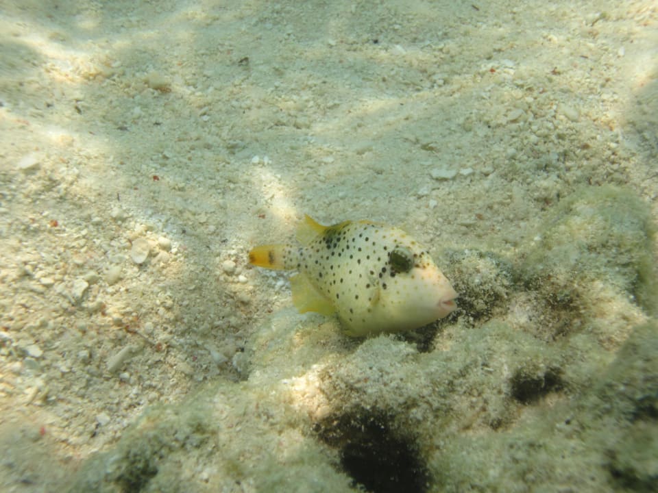 Fisch Adaaran Select Hudhuran Fushi - Premium All Inclusive