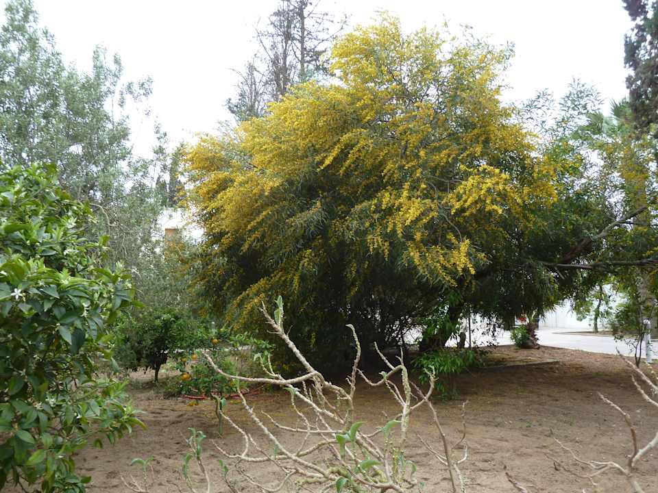Grüne Vegetation The Orangers Beach Resort and Bungalows
