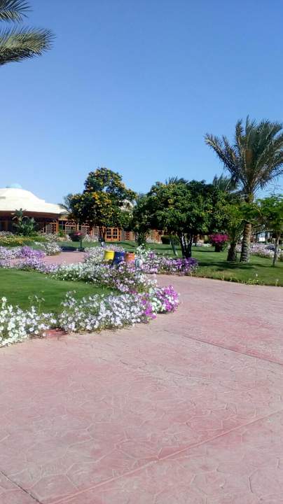 Gartenanlage Desert Rose
