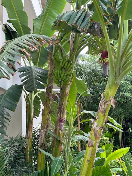 Gartenanlage Bahia Principe Grand Tulum