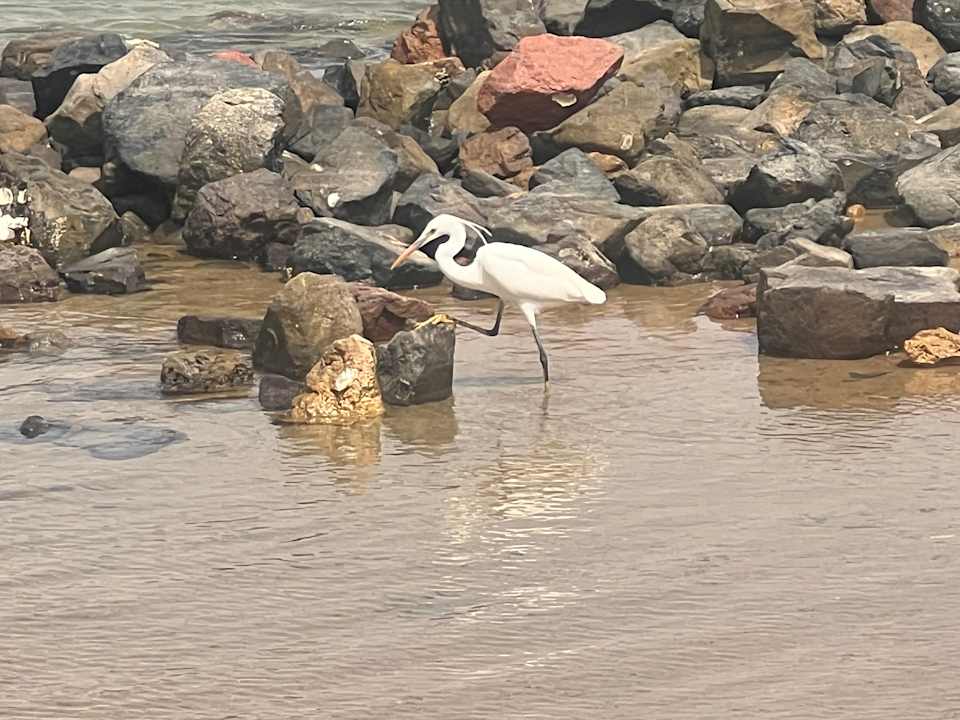 Sonstiges Desert Rose