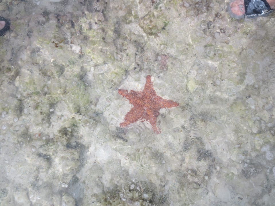 Seestern (der is echt!) Melia Buenavista