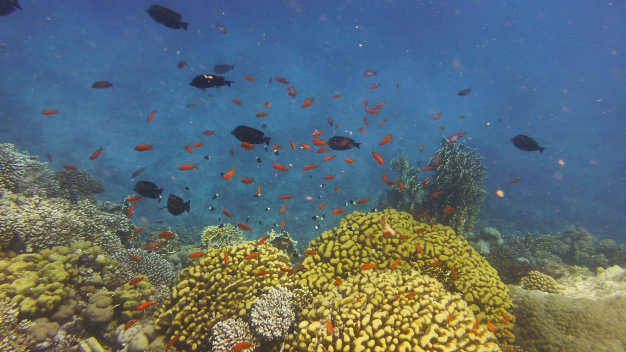 Sport & Freizeit Three Corners Sea Beach Resort