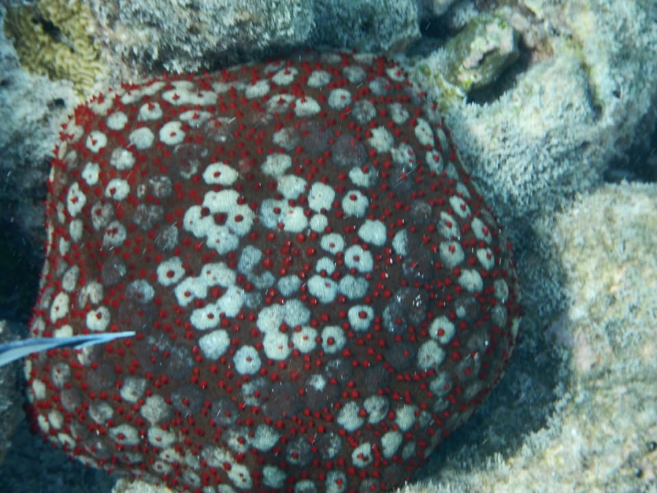 Sport & Freizeit NH Collection Maldives Reethi Resort