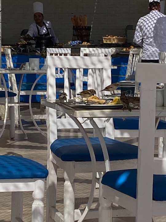Gartenanlage LABRANDA Club Makadi