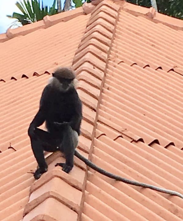 Sonstiges Ayubowan Swiss Lanka Bungalow Resort