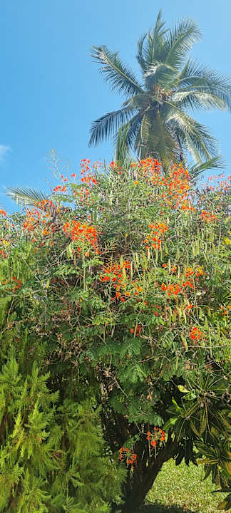 Gartenanlage Neptune Pwani Beach Resort & Spa