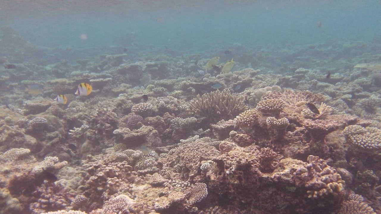 Hausriff Eri Maldives