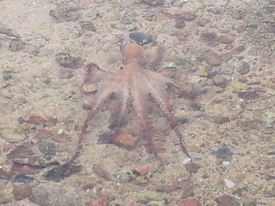 Sport & Freizeit Steigenberger Coraya Beach - Adults only