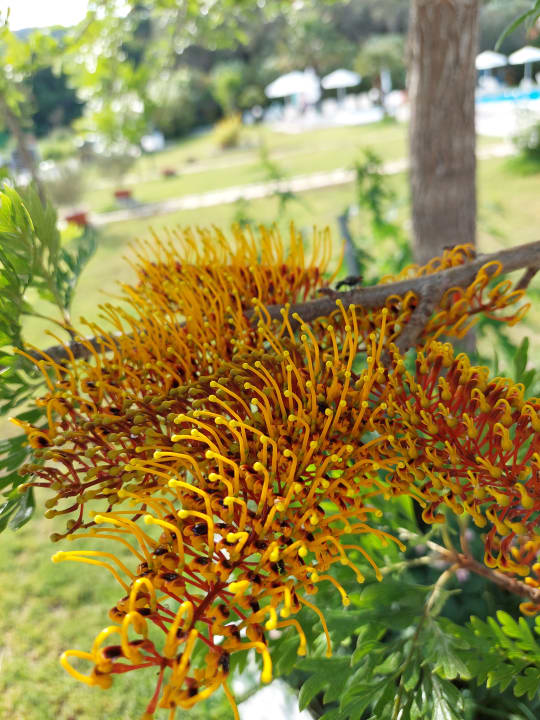 Gartenanlage Pension Egrypos