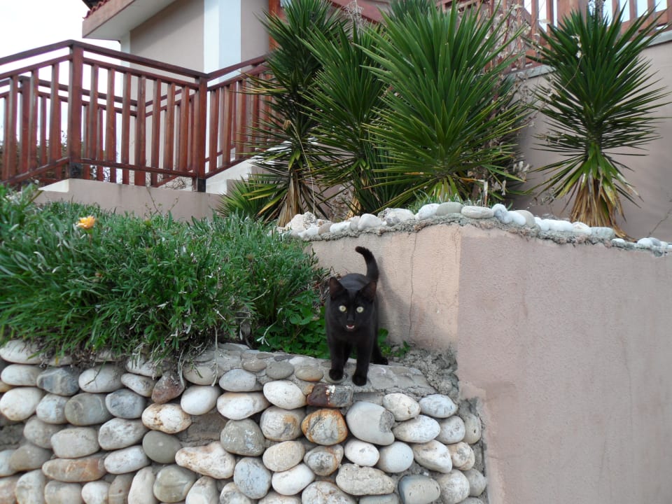 Котк]-всеобщий любимец Akka Alinda Hotel